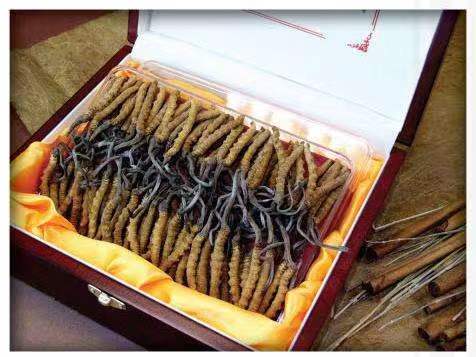 凉州冬虫夏草回收